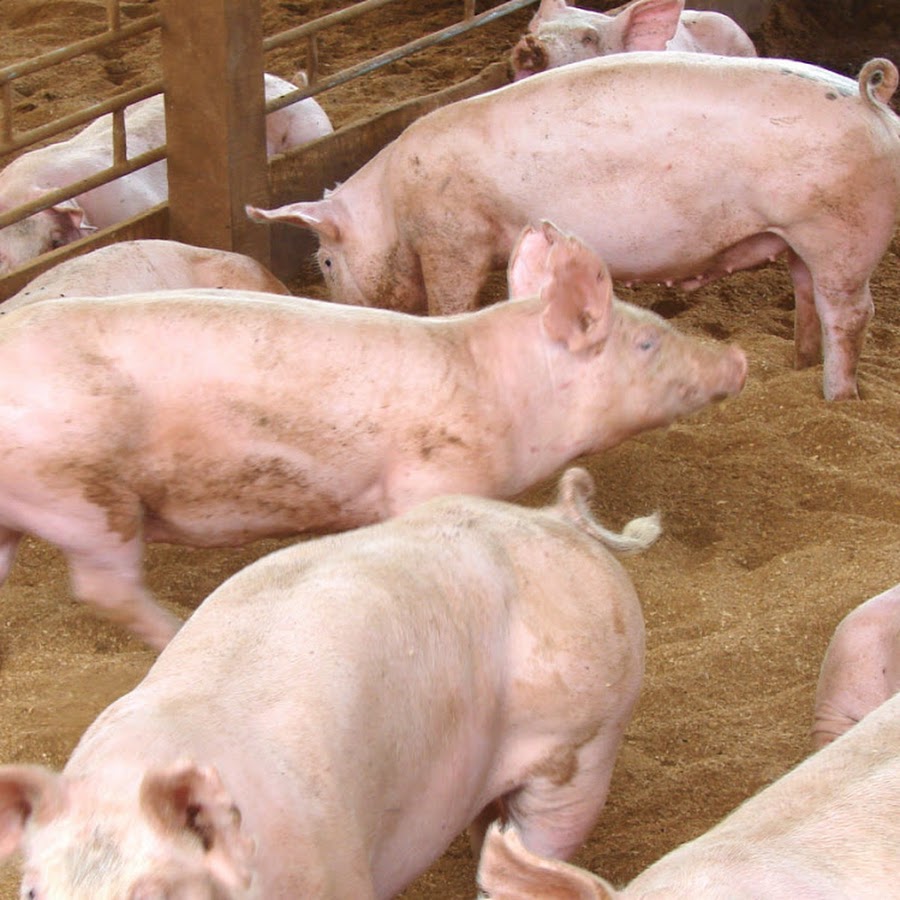 Свиньи как бизнес видео. Доращивание поросят на свинокомплексе. Забой поросят мясной породы. Свиньи как бизнес. Свиноводство как бизнес.