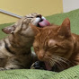猫のきんた・ココ。Twocat kinta coco
