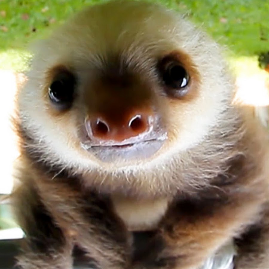 Squishy Sloth - YouTube