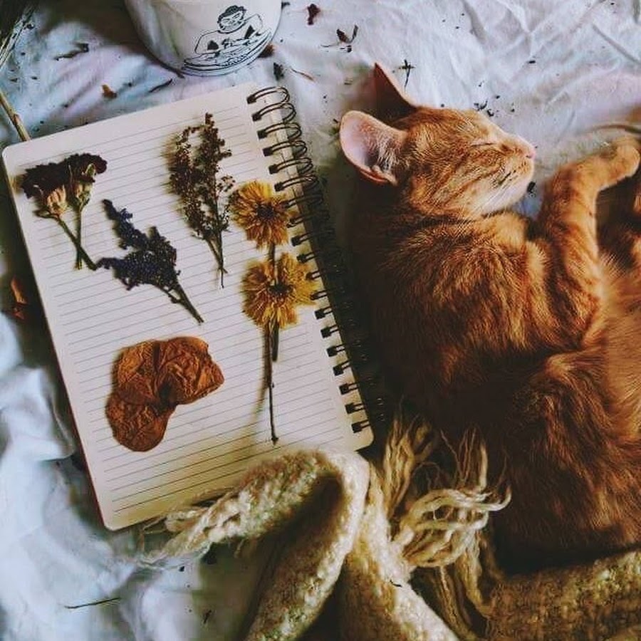 Котики эстетика рисунки