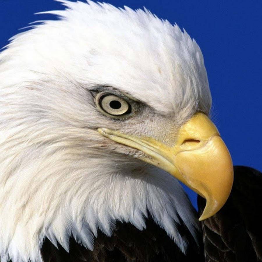 White Eagle  YouTube