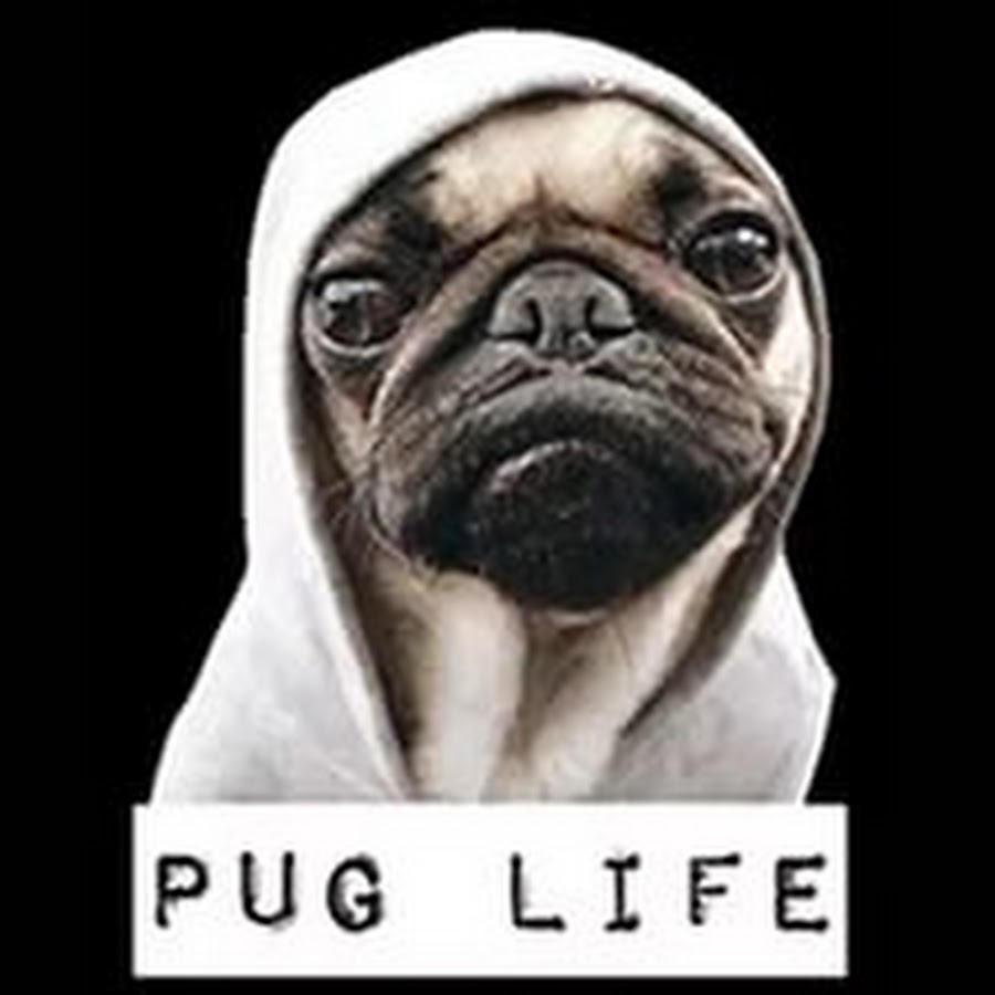 Pug Life YouTube