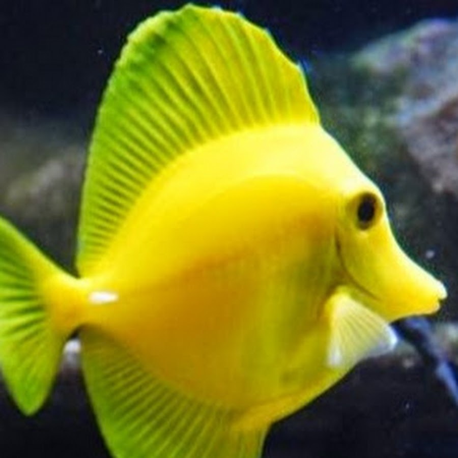 Aquarium Illusions Inc YouTube