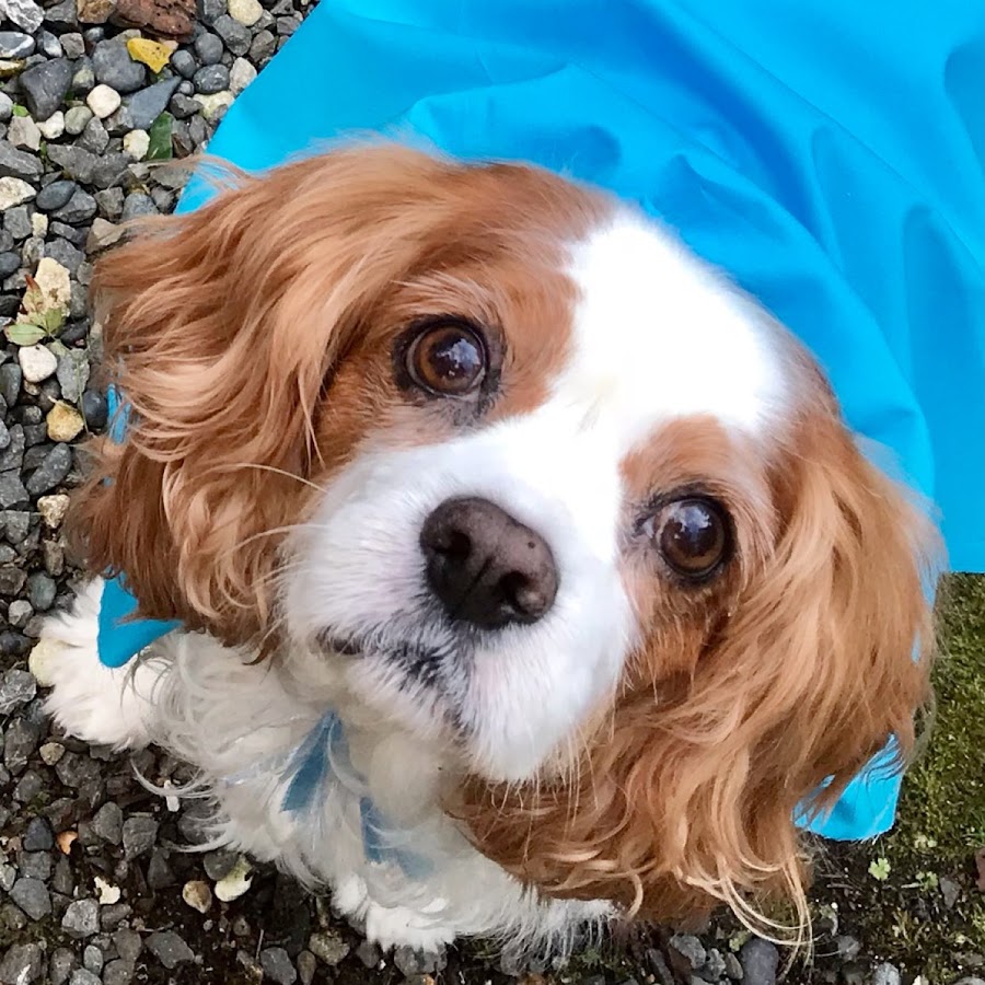 犬猫家族の癒し日和 Youtube