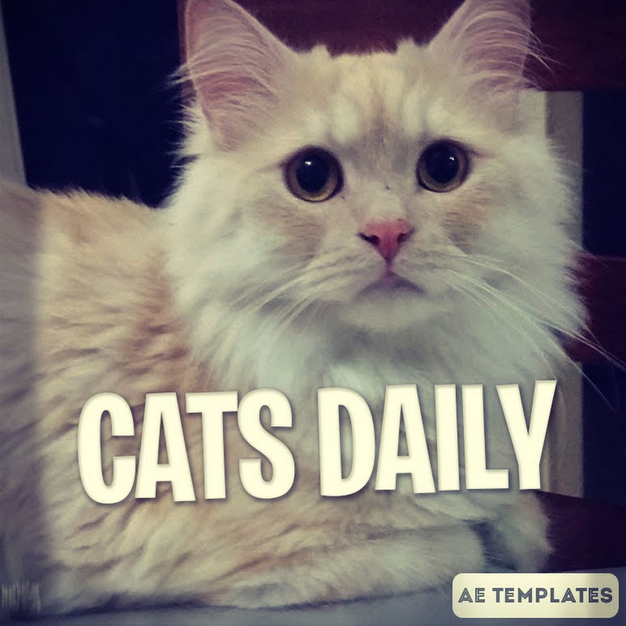 CATS DAILY 