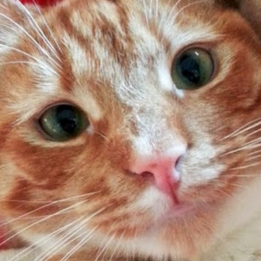 My Cat Biscuit YouTube