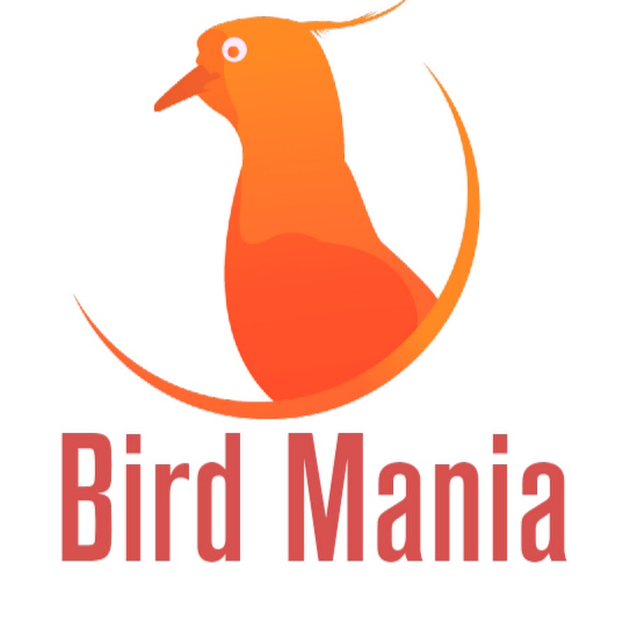 Птица с червем в клюве. Малахитовая нектарница фото. Finding bird. Finding bird. Finding bird.