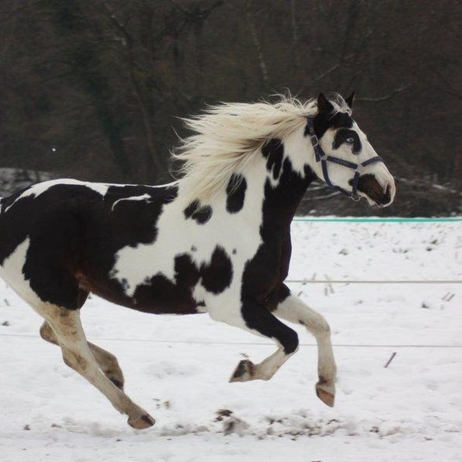 рыжий мерин лошадь. рыжеватое пятно на боку вороного коня. конь породы аппалуза. пего гнедой конь. лошадь с рыжими пятнами.