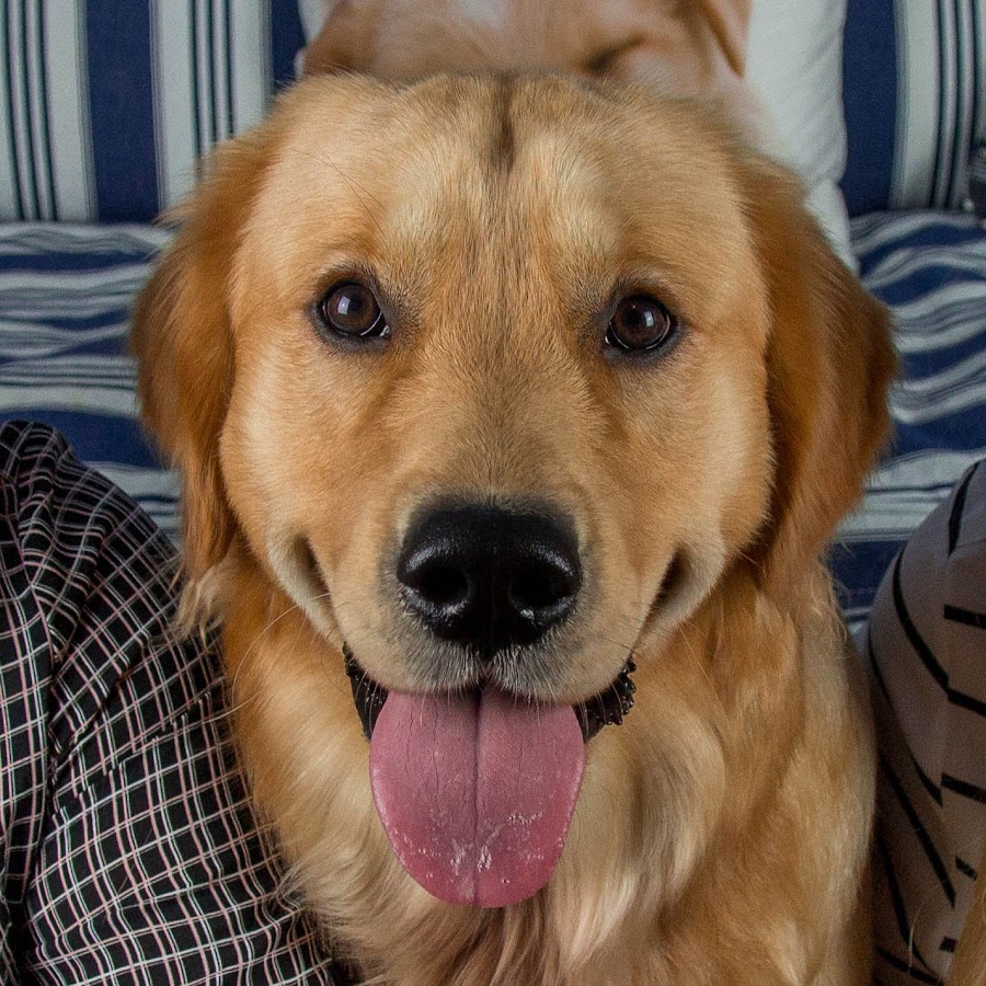 Golden Paw Hundekanal YouTube