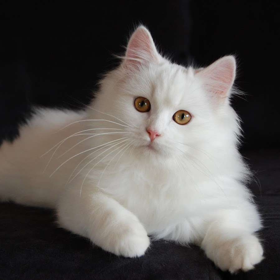 Animal Life - YouTube