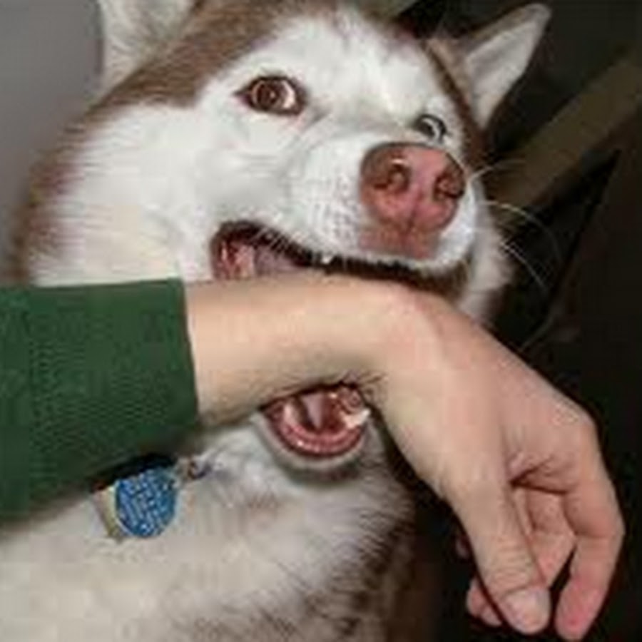 Укусила белая собака во сне