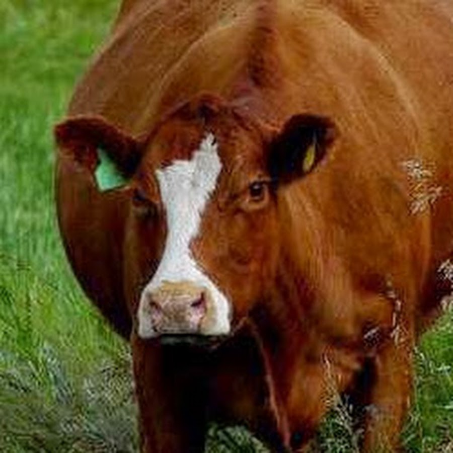 The Singing Cows - YouTube