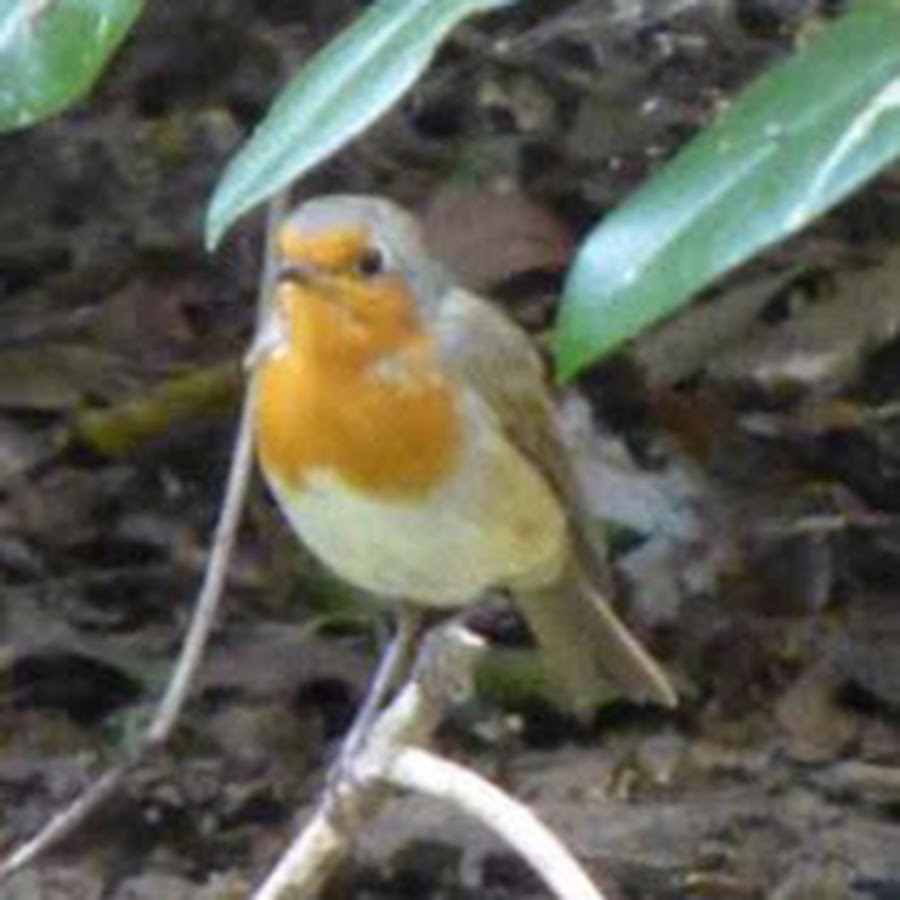 Birds of the UK 