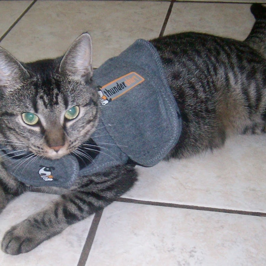 AnimalMedical - YouTube