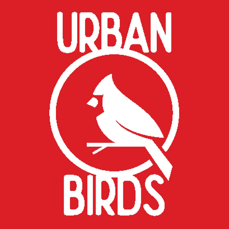 Дрозд крапивник. Природа птицы. Live bird. Live bird. Сойка дальневосточная.