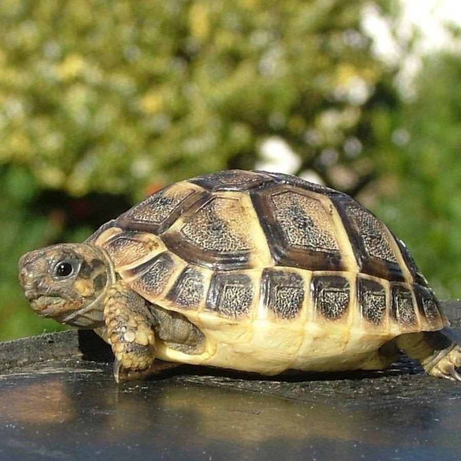 Черепаха 9 8. Среднеазиатская черепаха рахит. Среднеазиатская черепаха. Кольчатая горбатая черепаха. Европейские Сухопутные черепахи.