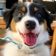 犬さんカイルと猫さんキウイ