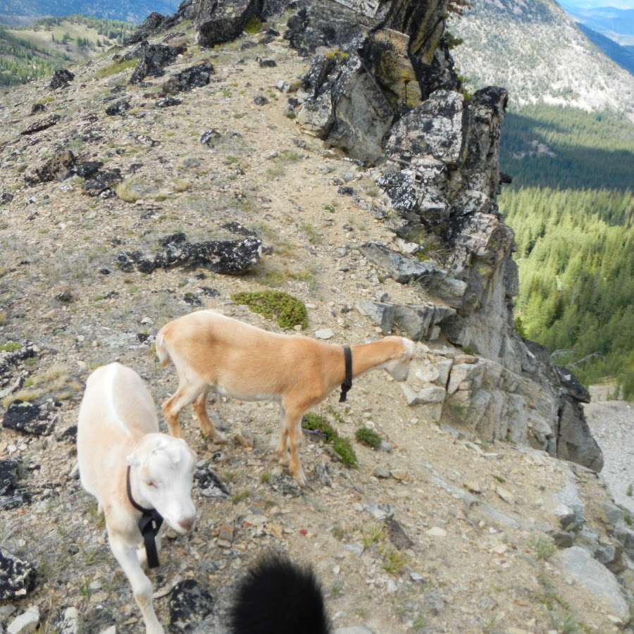 STONE GOAT PRODUCTIONS YouTube