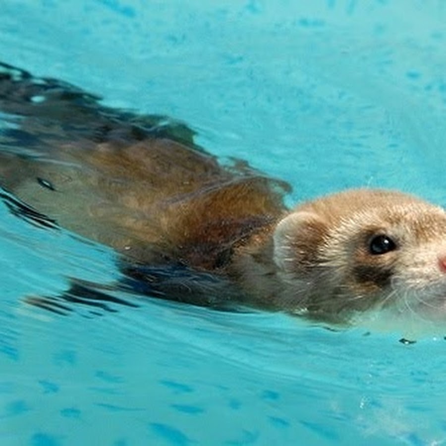 морская выдра калан. обезьяна в воде. выдра в воде. мыльные пузыри и животные. купание животных.