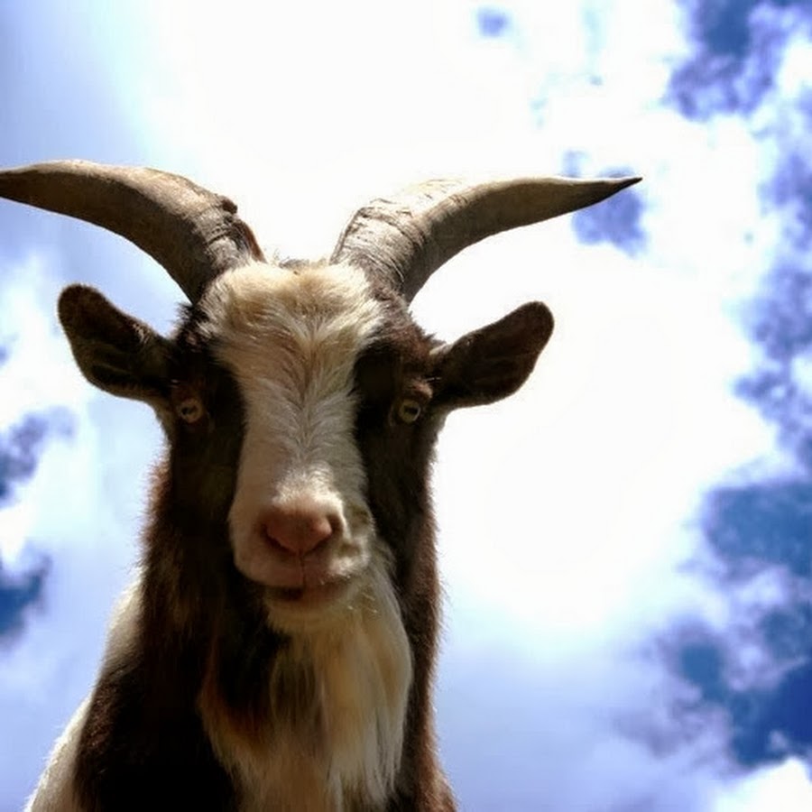 Коза фото. Пушистая коза. Коза. You are a goat. Красивая коза.