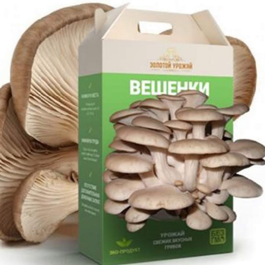 гриб вешенка растет в дом условиях. вешенка грибы вырастить в домашних. вешенка грибы на ферме. вешенки грибы выращивание. грибы вешенка выращивание.