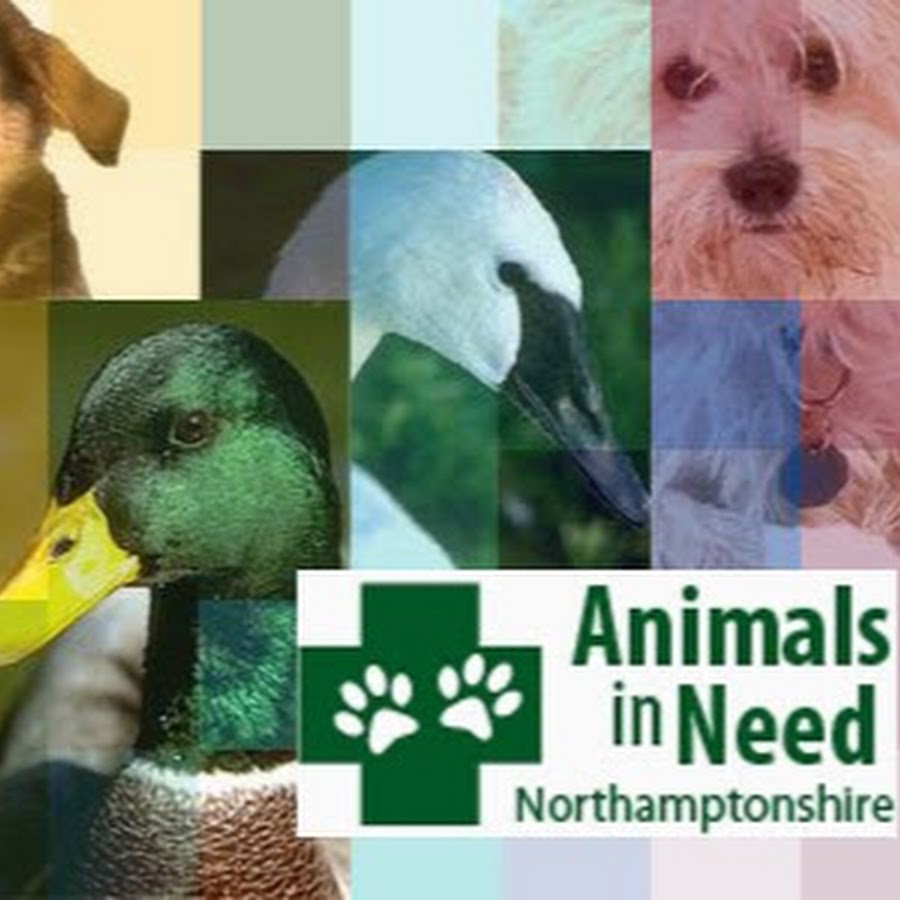 Animals in Need Northamptonshire YouTube