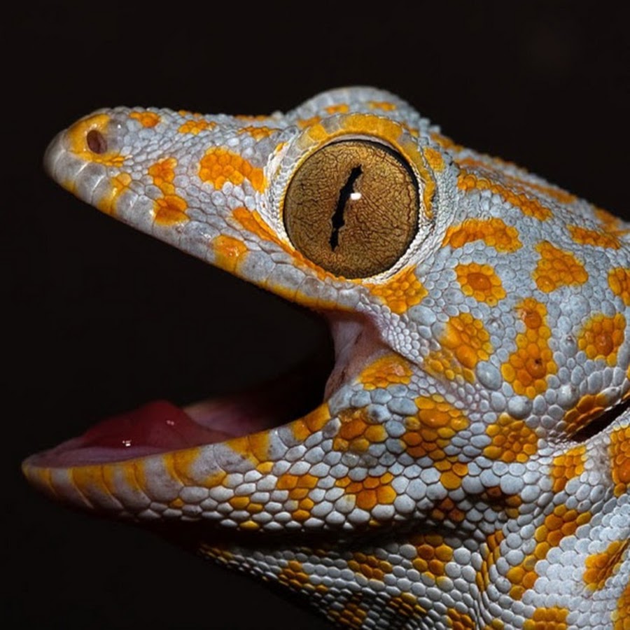 Birmingham Reptiles and Pets - YouTube