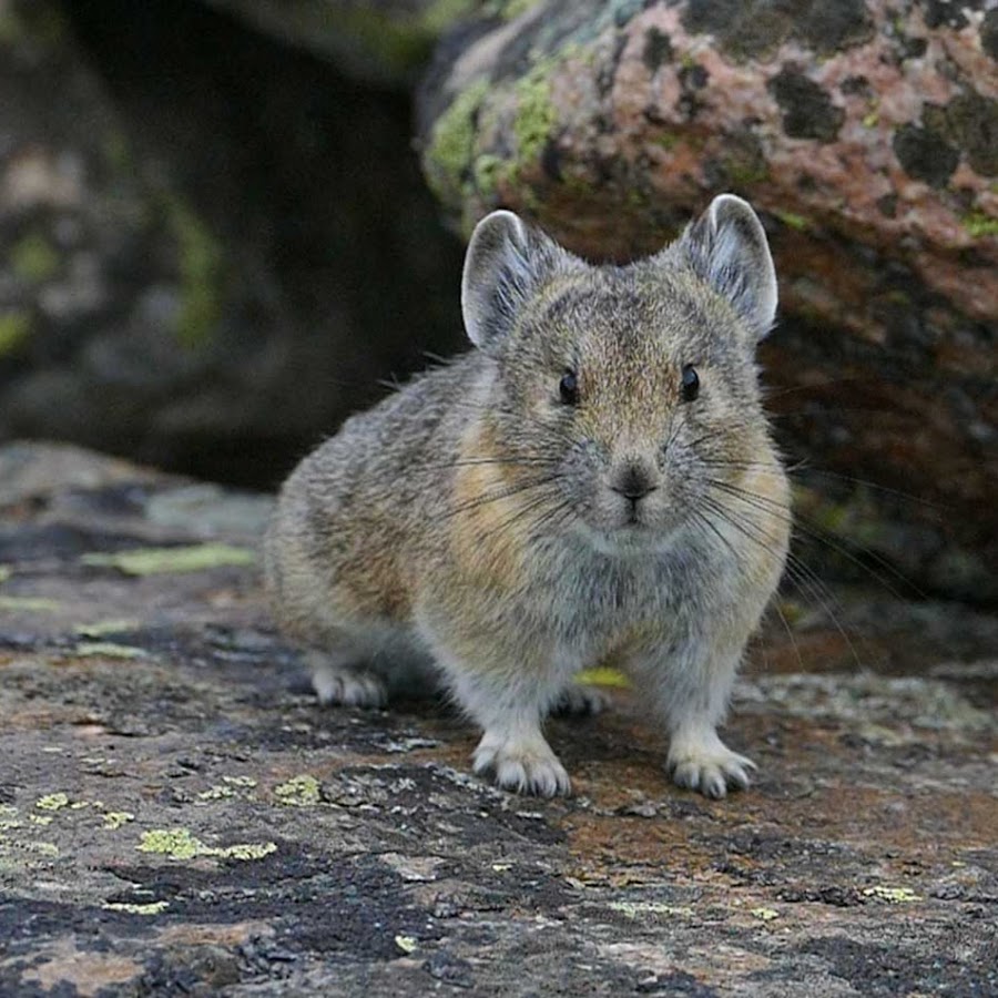 American Pika - YouTube