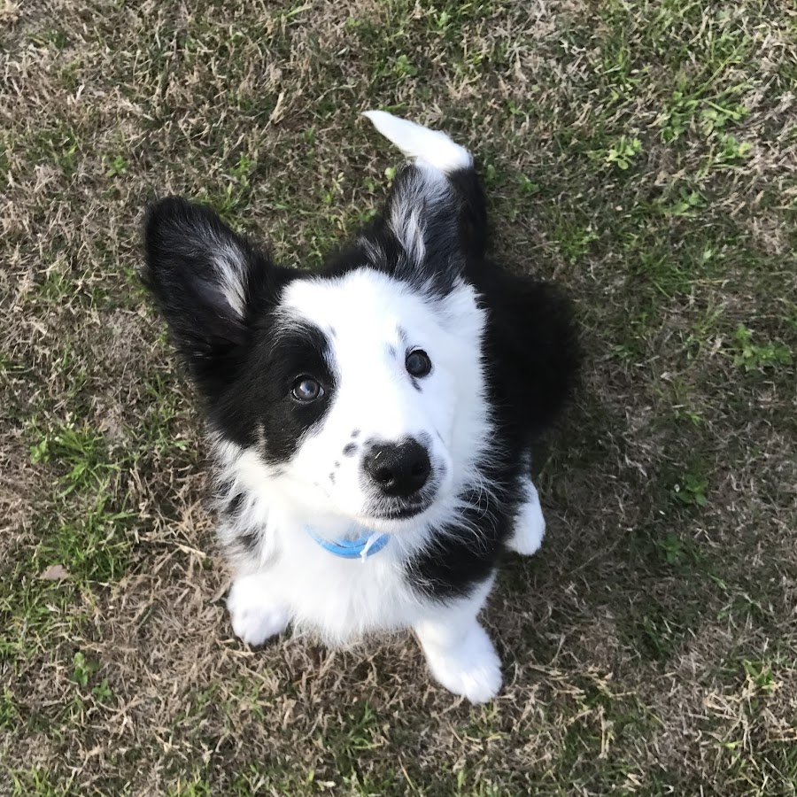 Bailey A Border Collie - YouTube
