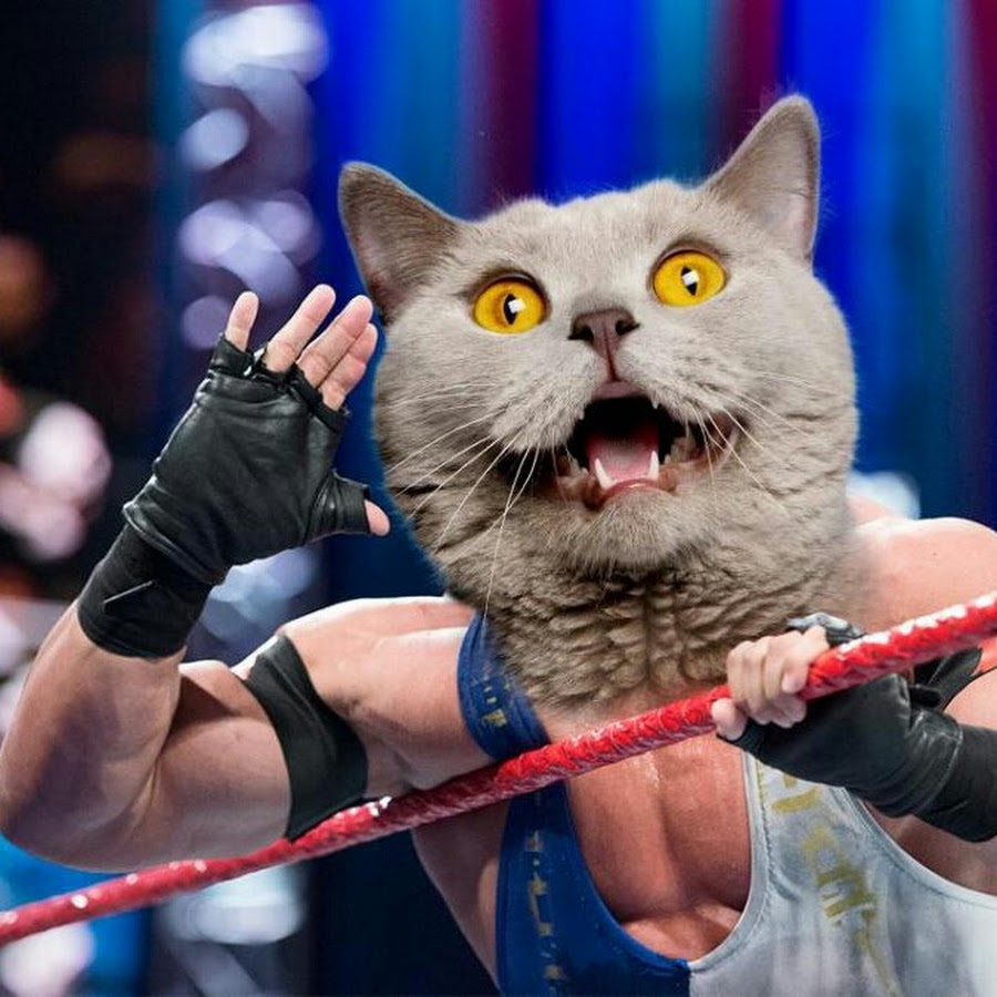 Swag cat arda YouTube