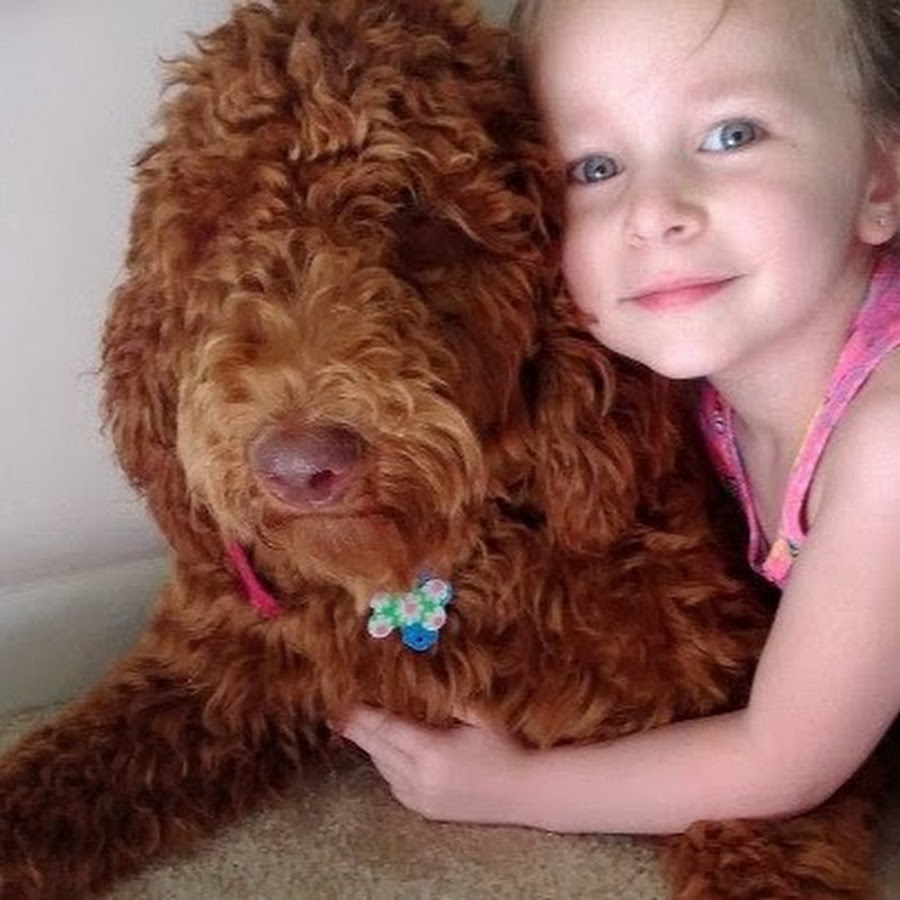 Back Bay Doodles YouTube