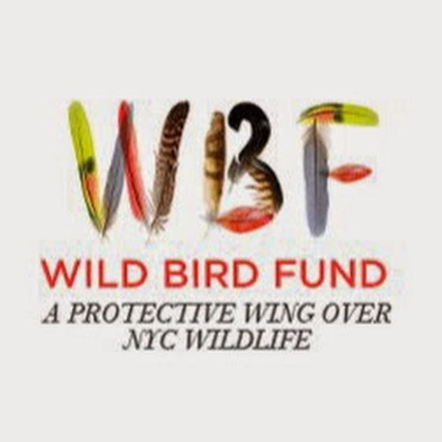 Wild Bird Fund YouTube