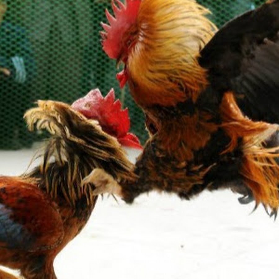 DERBY NATION YouTube