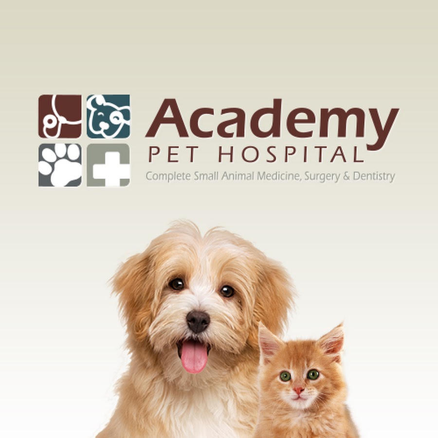 Academy Pet Hospital YouTube