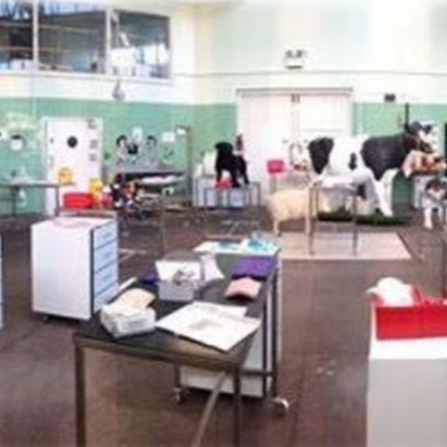 Bristol Vet School Clinical Skills Lab YouTube