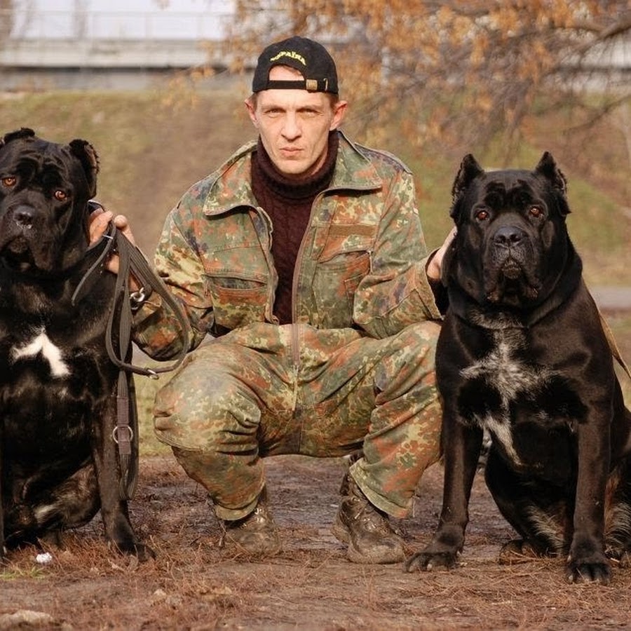 Канекорс охрана. Кане Корсо охрана. Кане Корсо боец. Собаки для охраны