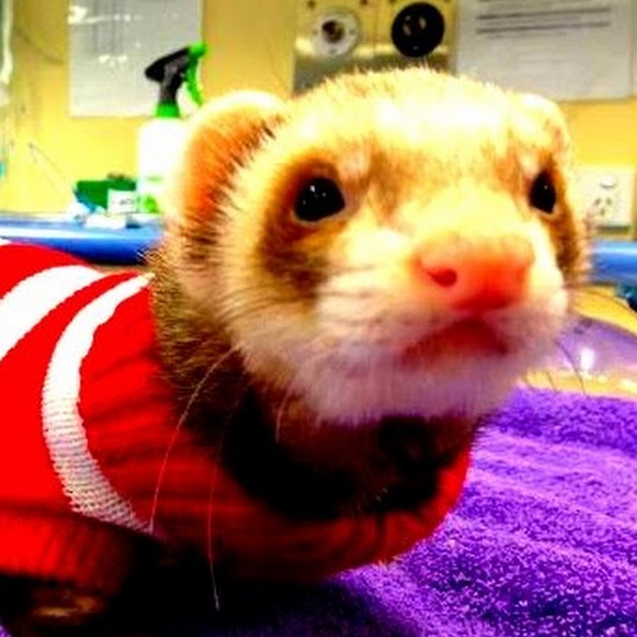 Van Deman Ferrets Tasmania. Nikkie YouTube
