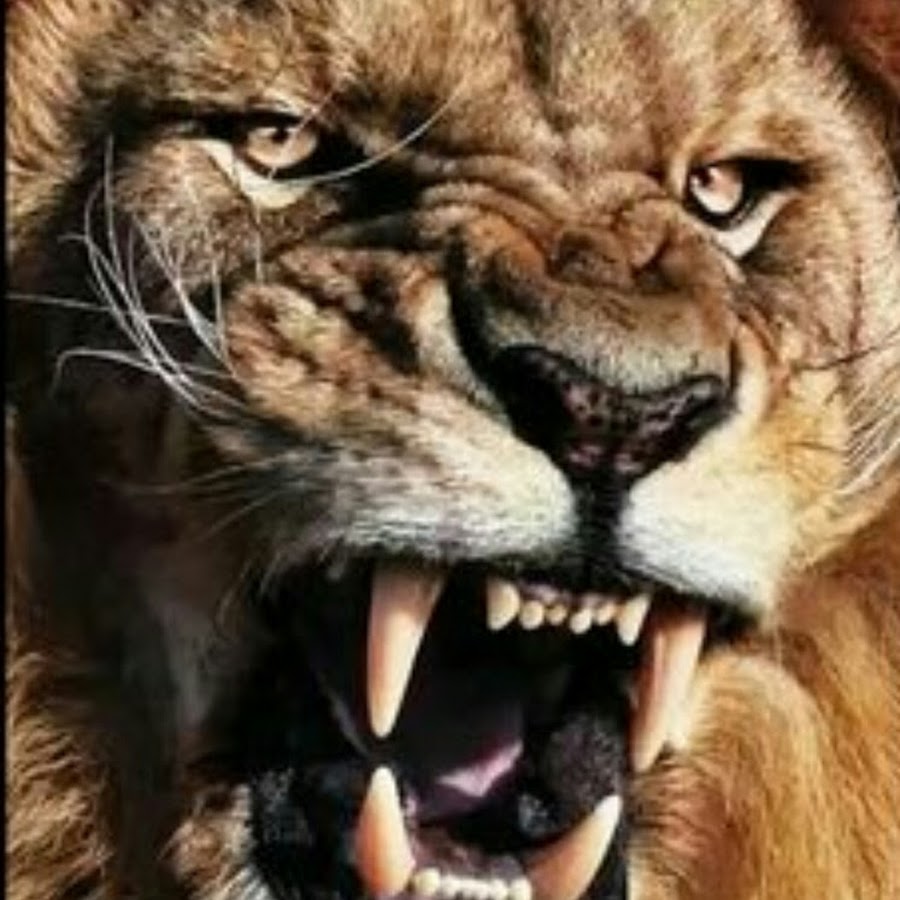 Hebrew Lion YouTube