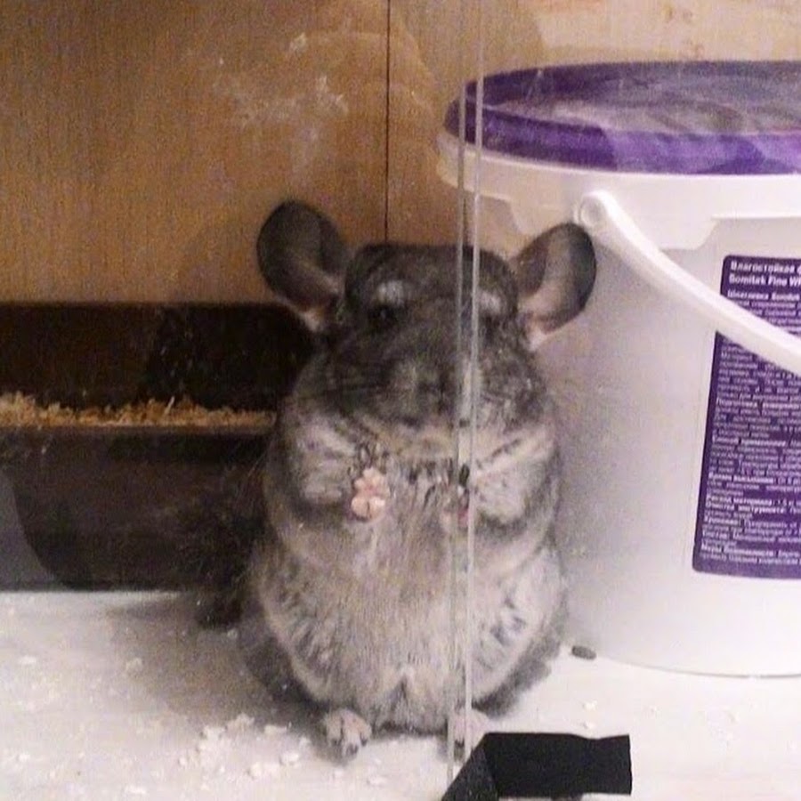 Можно ли мыть шиншиллу. Шиншилла купается в песке. Шиншилла моется. Шиншилла купается в вулканическом песке. Шиншилла купается.