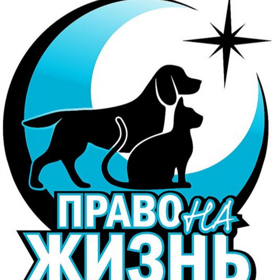 корм для приюта животных. котики из приюта. право на жизнь приют для животных воронеж. щенки из воронежского приюта. приют право на жизнь.