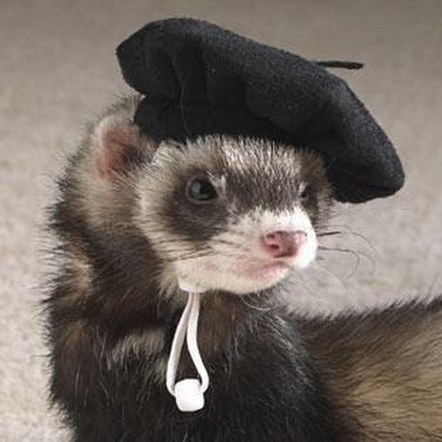 French Ferret YouTube