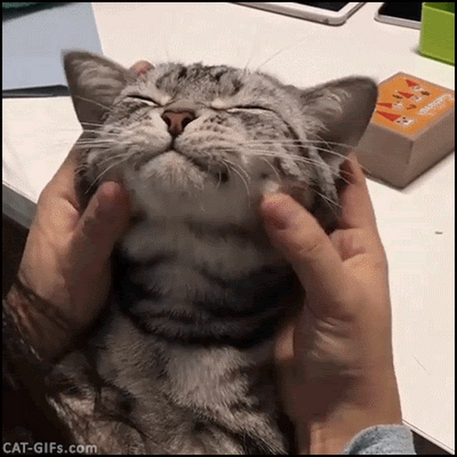 Гифка гладить. Довольный кот гиф. Гладить кота. Котика гладят. Гладит кота gif