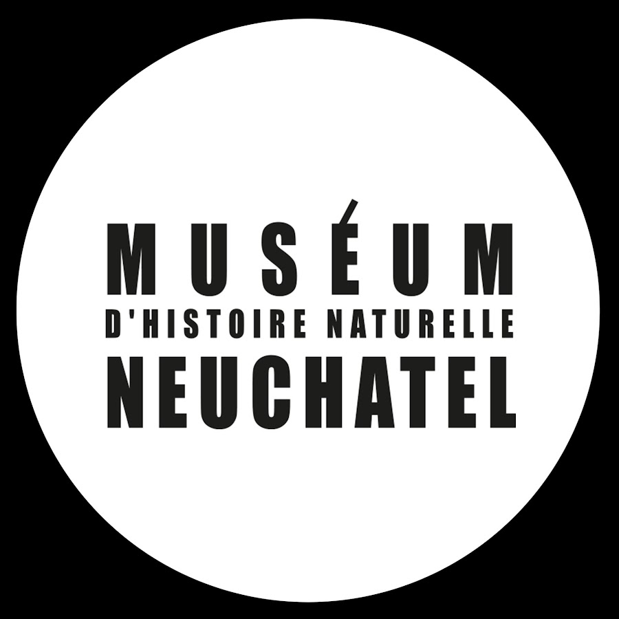 Mus um d histoire naturelle neuch tel youtube