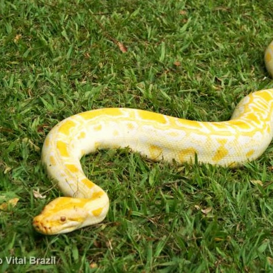 serpente dourada - YouTube