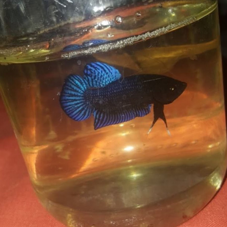 bettas_ gold YouTube