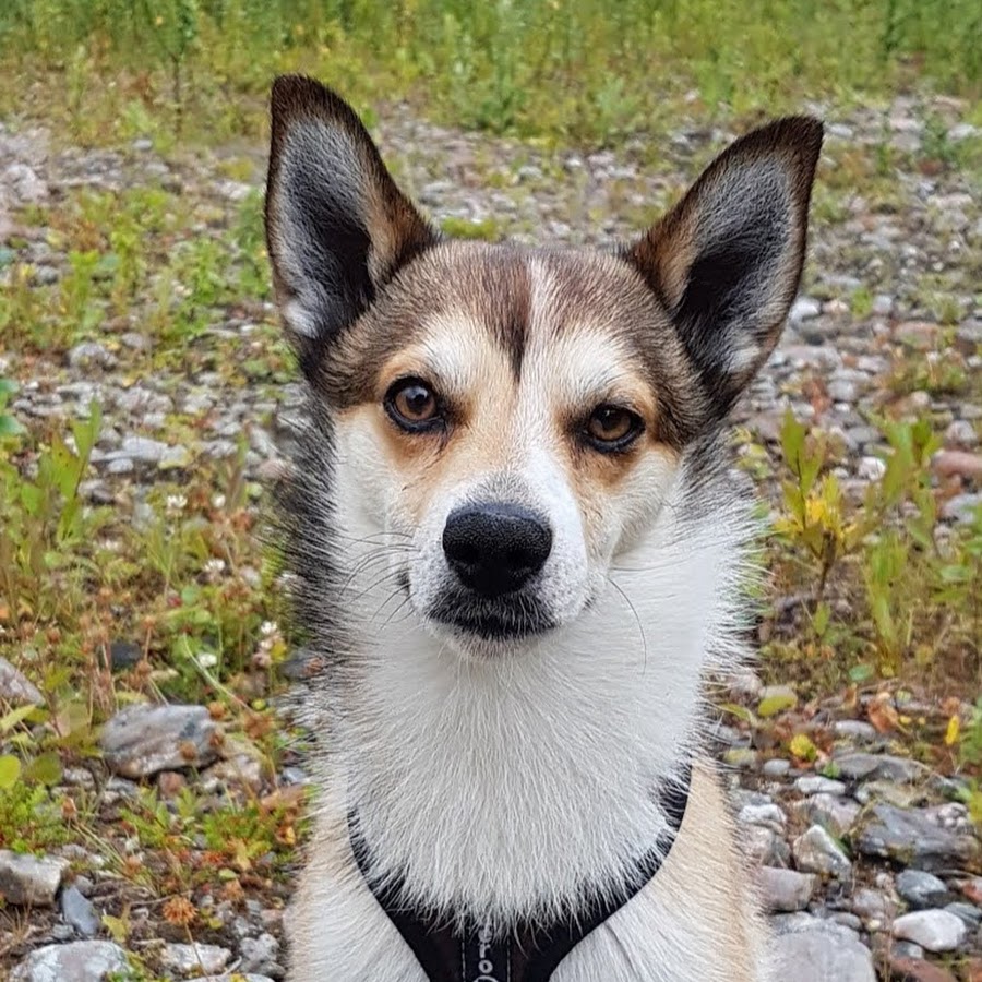 Storm the norwegian lundehund! YouTube