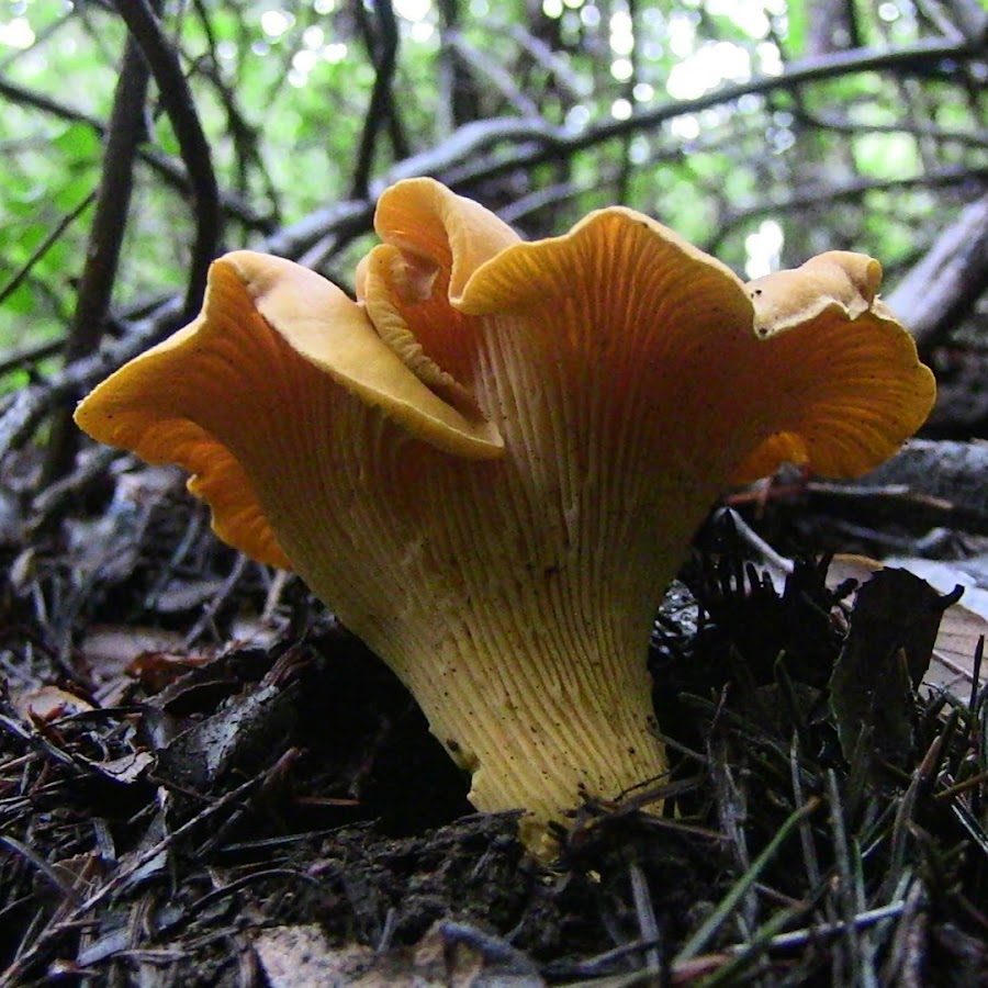 Wild Mushroom of Humboldt County YouTube