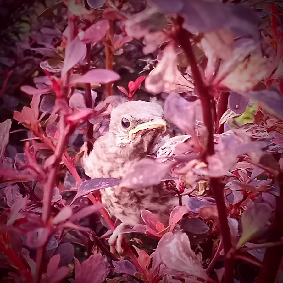 Coin Collecting Steve YouTube