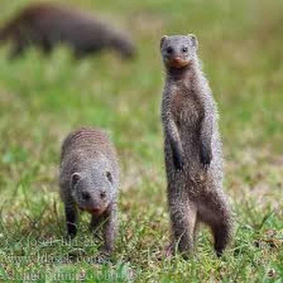 Mungos Nevada - YouTube