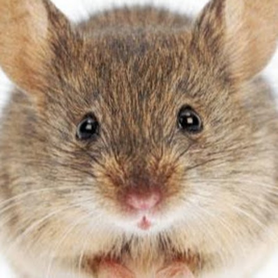 мордочка крысы. мышка. мышка фото. крыса дамбо серая. голова крысы сбоку.